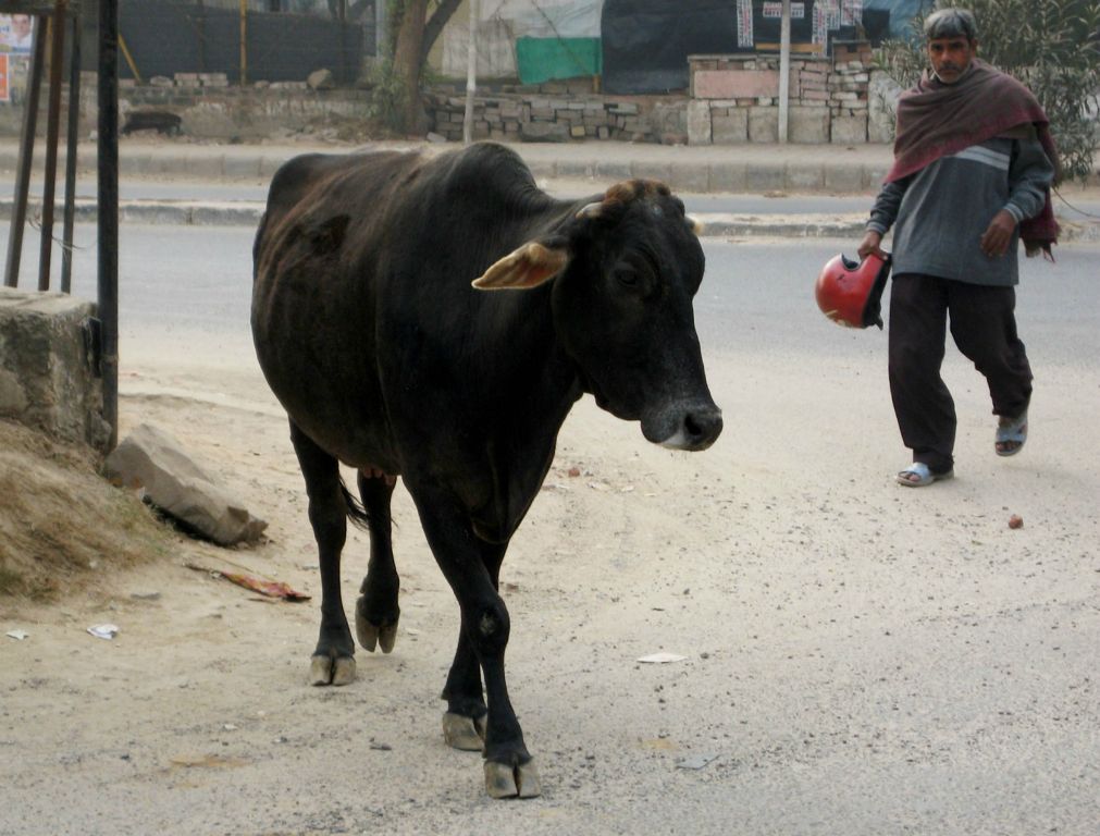... and cows walking about the streets.